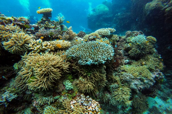 Классификация кораллов