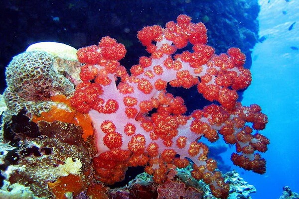 Классификация коралловых полипов