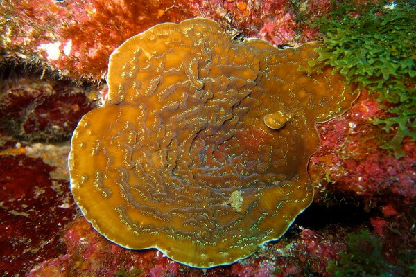 Классификация кораллов - Шестилучевые или каменистые кораллы