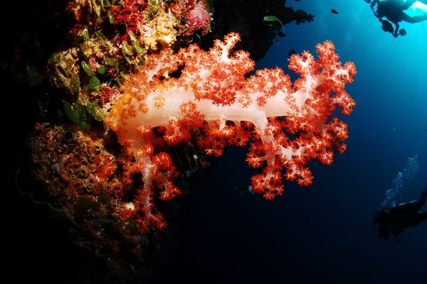 Классификация кораллов - Восьмилучевые или мягкие кораллы