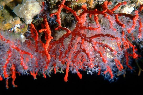 Драгоценные кораллы - один из видов мягких кораллов