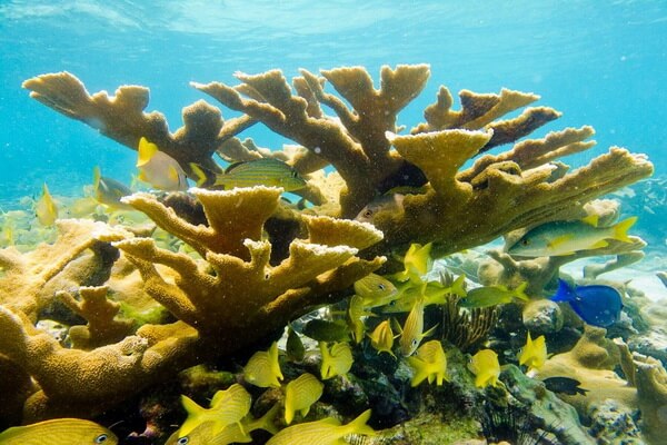 Виды кораллов с фото и описанием - Коралл Элкхорн (Acropora palmata)