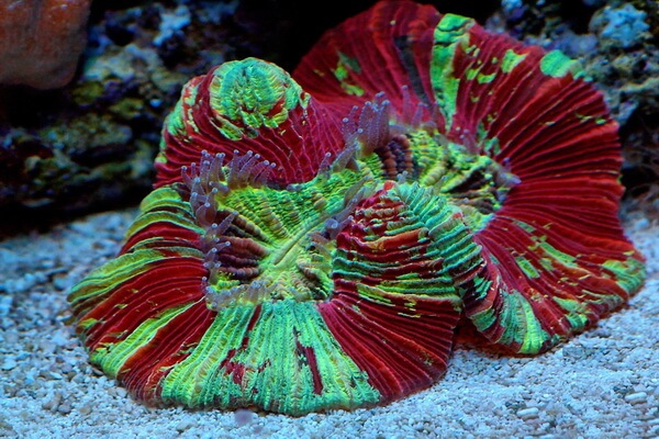 Виды кораллов с фото и описанием - Трахифиллия Жофруа или открытый мозговой коралл (Trachyphyllia geoffroyi)