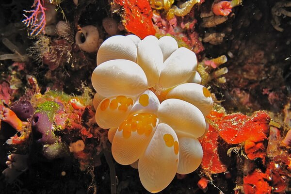 Виды кораллов с фото и описанием - Плерогира пузырчатая или пузырьковый коралл (Plerogyra sinuosa)