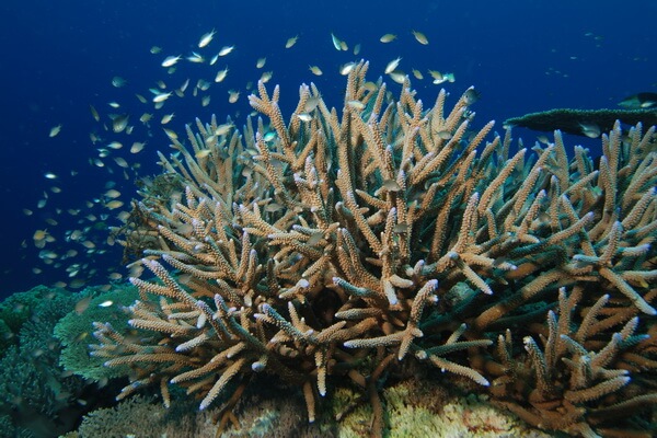 Виды кораллов с фото и описанием - Коралл Стагхорн (Acropora cervicornis)