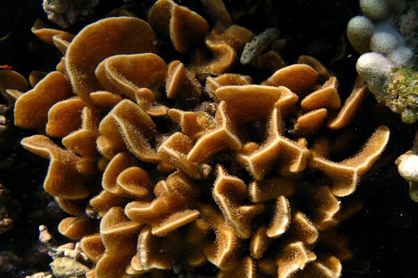 Виды кораллов с фото и описанием - Листовой коралл (Pavona decussata)