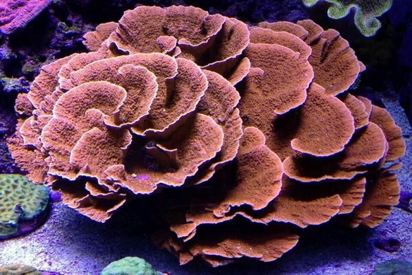 Виды кораллов с фото и описанием - Коралловая ваза или листовидная чашевидная монтипора (Montipora capricornis)