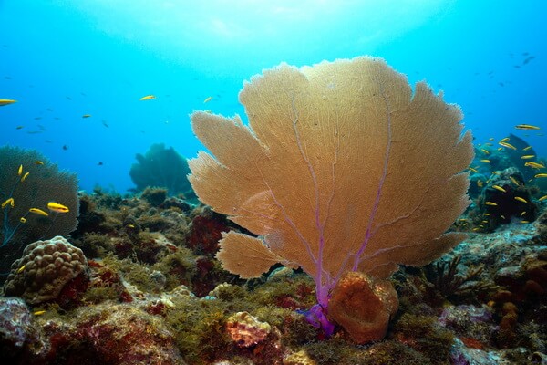 Виды кораллов с фото и описанием - Морской веер Венеры или горгония флабеллум (Gorgonia flabellum)