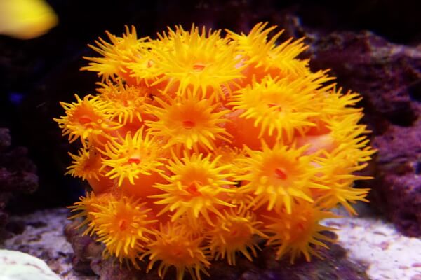 Виды кораллов с фото и описанием - Тубастрея или солнечный коралл (Tubastraea)