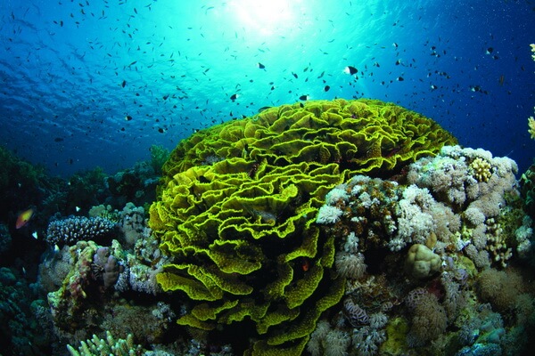Виды кораллов с фото и описанием - Салатный коралл (Agaricia agaricites)