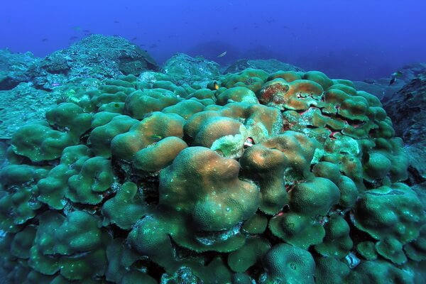Виды кораллов с фото и описанием - Коралловая звезда (Monstastrea/Orbicella annularis)