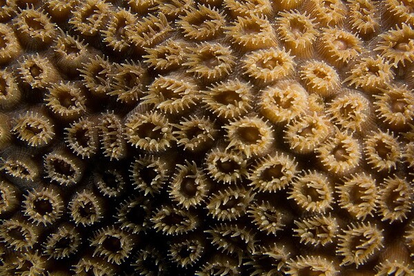 Виды кораллов с фото и описанием - Большой звёздчатый коралл (Montastraea cavernosa)