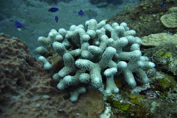 Виды кораллов с фото и описанием - Коралловый горб/пальчик (Porites porites)