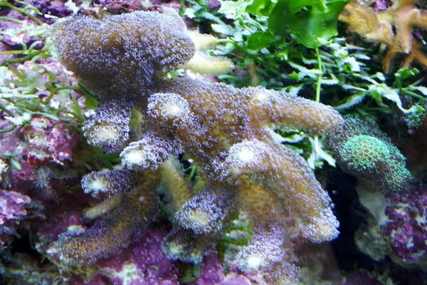 Виды кораллов с фото и описанием - Коралловый капюшон (Stylophora pistillata)