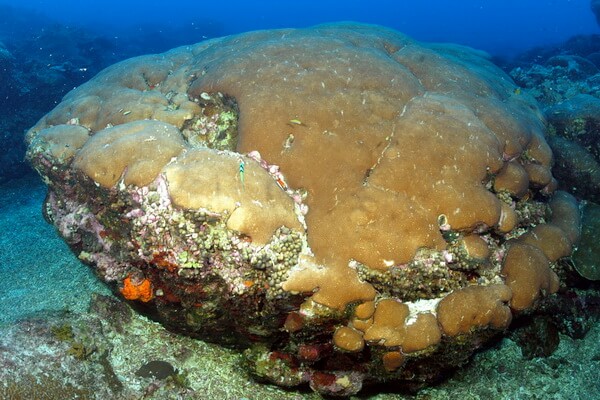 Виды кораллов с фото и описанием - Круглые звёздчатые кораллы (Siderastrea siderea)