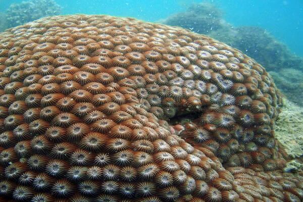 Виды кораллов с фото и описанием - Кораллы-соты (Diploastrea heliopora)