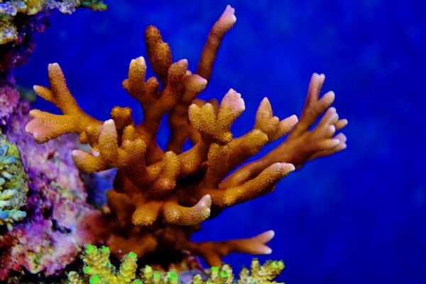Виды кораллов с фото и описанием - Монтипора пальчиковая или коралловый палец (Montipora digitata)