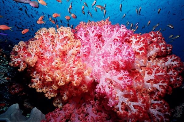 Виды кораллов с фото и описанием - Дендронефтия или коралловый гвоздик (Dendronephthya)