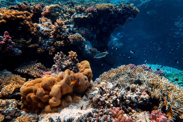 Значение кораллов в природе