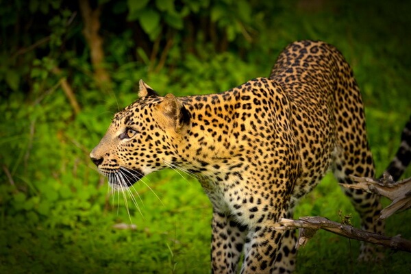 Виды леопардов с фото и описанием - Цейлонский леопард