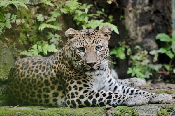 Виды леопардов с фото и описанием - Яванский леопард