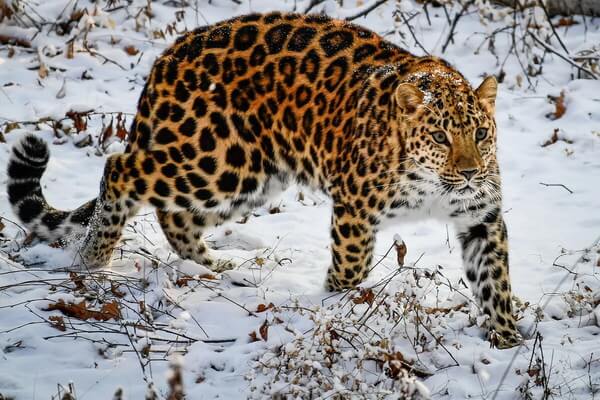 Виды леопардов с фото и описанием - Амурский или дальневосточный леопард