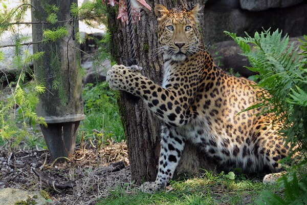 Виды леопардов с фото и описанием - Северокитайский леопард