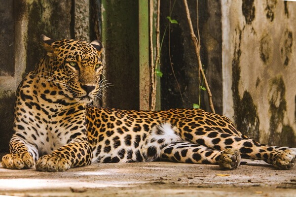 Виды леопардов с фото и описанием - Индийский леопард