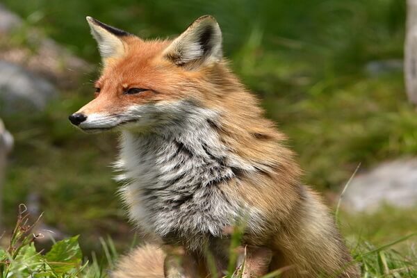 Виды лисиц с фото, названиями, описанием - Обыкновенная лисица