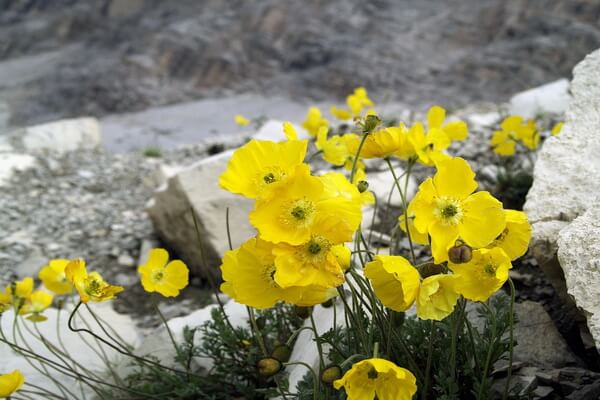 Виды маков с фото и описанием - Мак альпийский (Papaver alpinum)