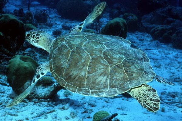 Виды морских черепах с фото, названием и описанием - Плоскоспинная морская или австралийская зелёная черепаха