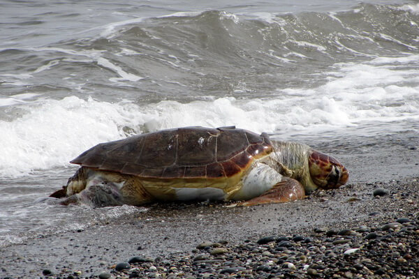 Виды морских черепах с фото, названием и описанием - Оливковая черепаха (ридлея)
