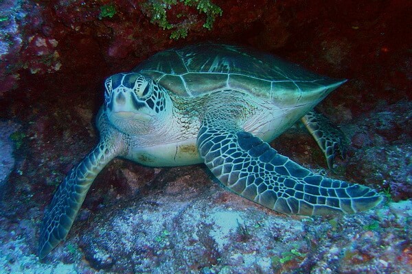 Виды морских черепах с фото, названием и описанием - Зелёная морская или суповая черепаха