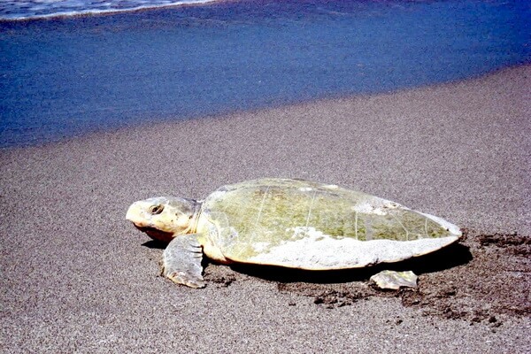 Виды морских черепах с фото, названием и описанием - Атлантическая ридлея