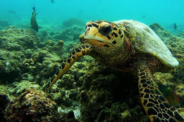 Виды морских черепах с фото, названием и описанием - Бисса или настоящая каретта