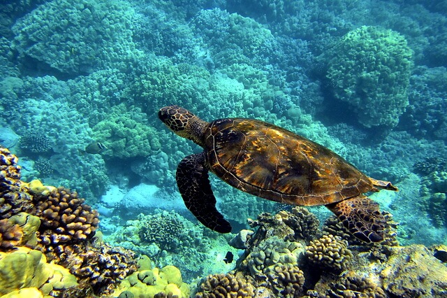 Виды морских черепах - фото, названия, описание