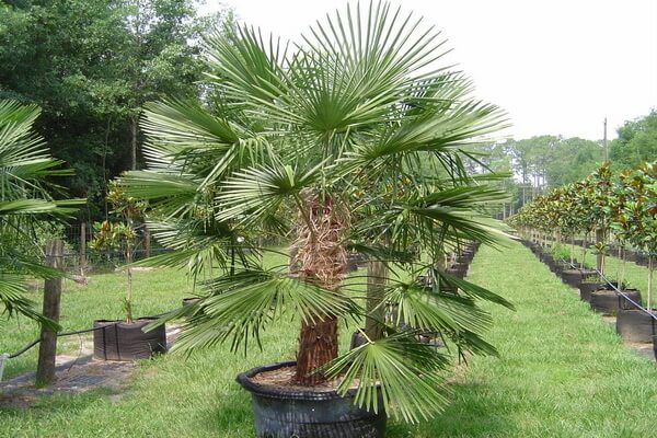Виды пальм с фото и описанием - Трахикарпус Форчуна (Trachycarpus fortunei)