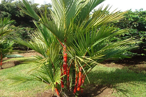 Виды пальм с фото и описанием - Красная сургучная пальма (Cyrtostachys renda)