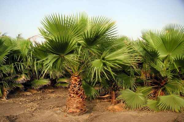 Виды пальм с фото и описанием - Вашингтония крепкая (Washingtonia robusta)