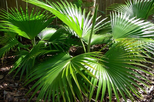 Виды пальм с фото и описанием - Китайская пальма Ливистона (Livistona chinensis)