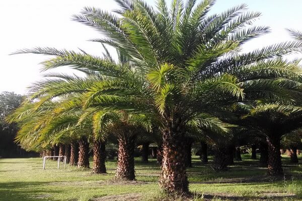 Виды пальм с фото и описанием - Финик лесной или сахарная финиковая пальма