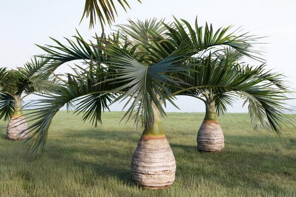 Виды пальм с фото и описанием - Хиофорбе бутылочноствольная (Hyophorbe lagenicaulis)