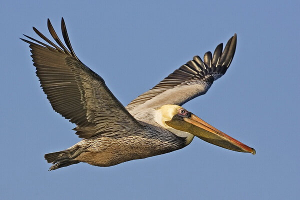 Виды пеликанов с фото и описанием - Американский бурый пеликан