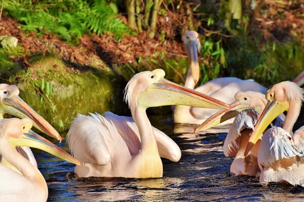 Виды пеликанов с фото и описанием - Розовый пеликан (баба-бабура)