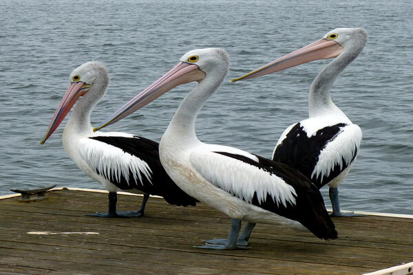 Виды пеликанов с фото и описанием - Австралийский пеликан