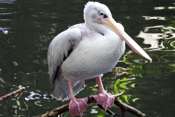 Виды пеликанов с фото и описанием - Розовоспинный пеликан