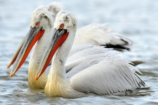 Виды пеликанов с фото и описанием - Кудрявый пеликан