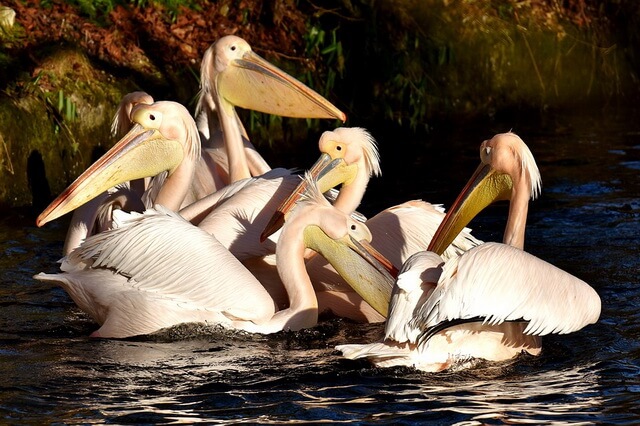 Виды пеликанов - фото, названия, описание