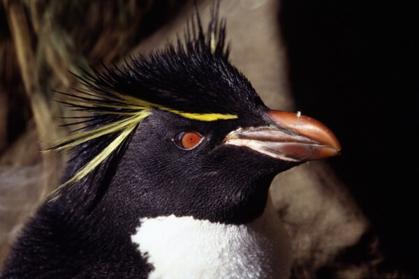 Виды пингвинов с фото и описанием - Восточный хохлатый пингвин