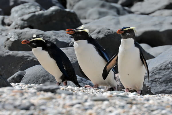 Виды пингвинов с фото и описанием - Толстоклювый пингвин